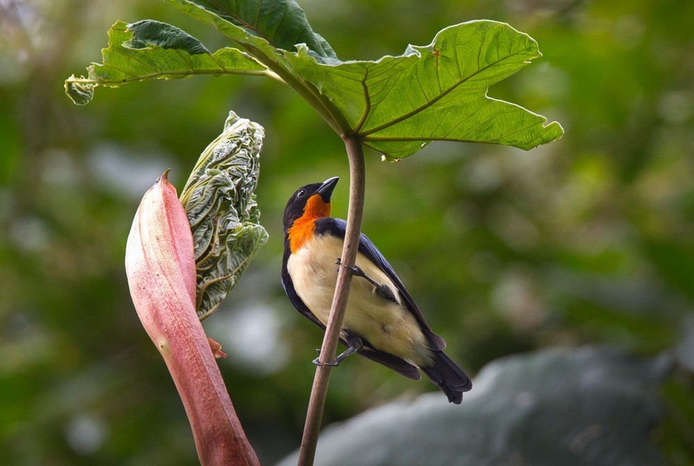 Veilchenschultertangare (Wetmorethraupis sterrhopteron)