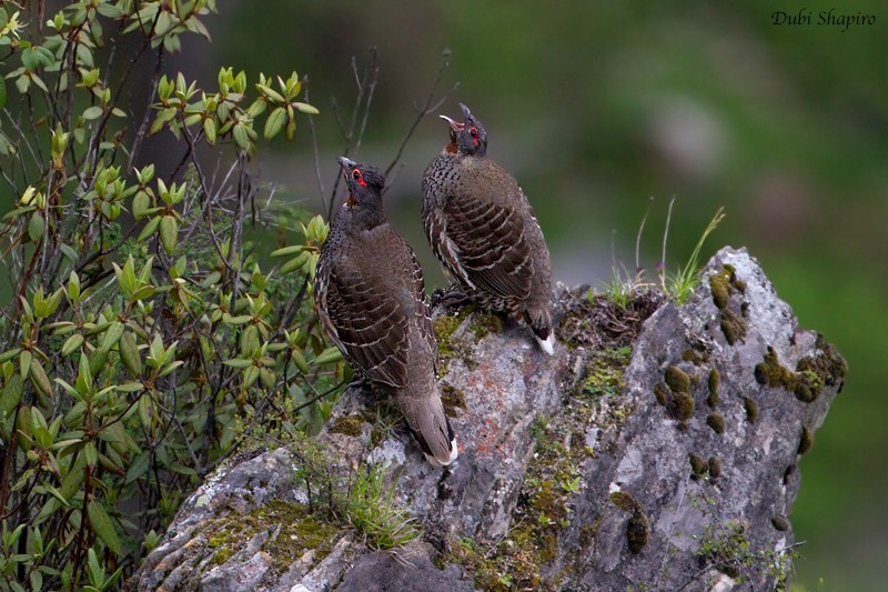 Monal-partridges (Tetraophasis)