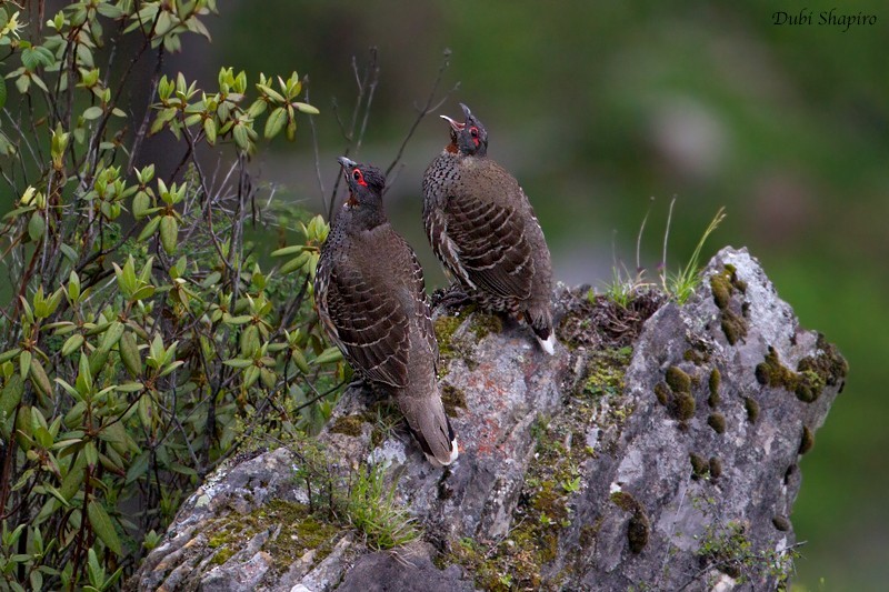 Verreaux's Monal-partridge (Tetraophasis obscurus)