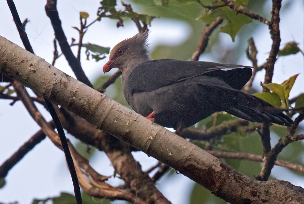 Reinwardtoena cuckoo-doves (Reinwardtoena)