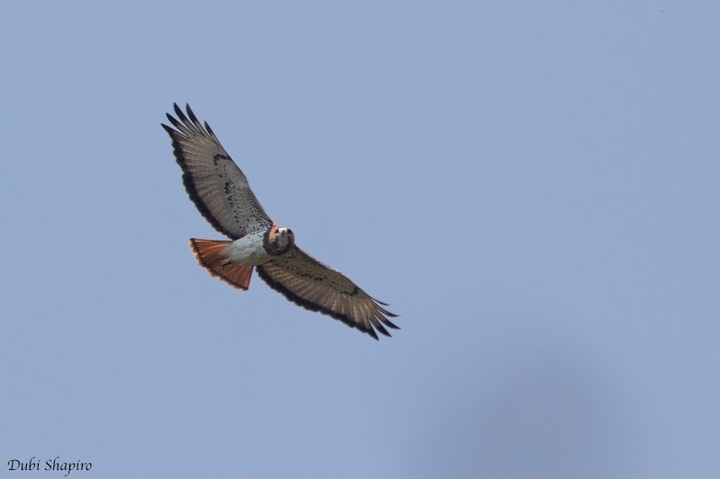 Busardo cuellirrojo (Buteo auguralis)