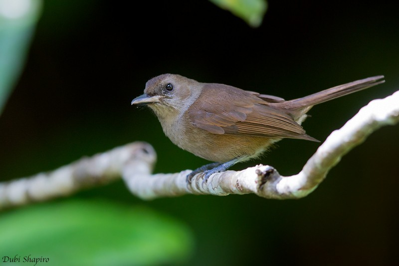 Clytorhynchus (Clytorhynchus)