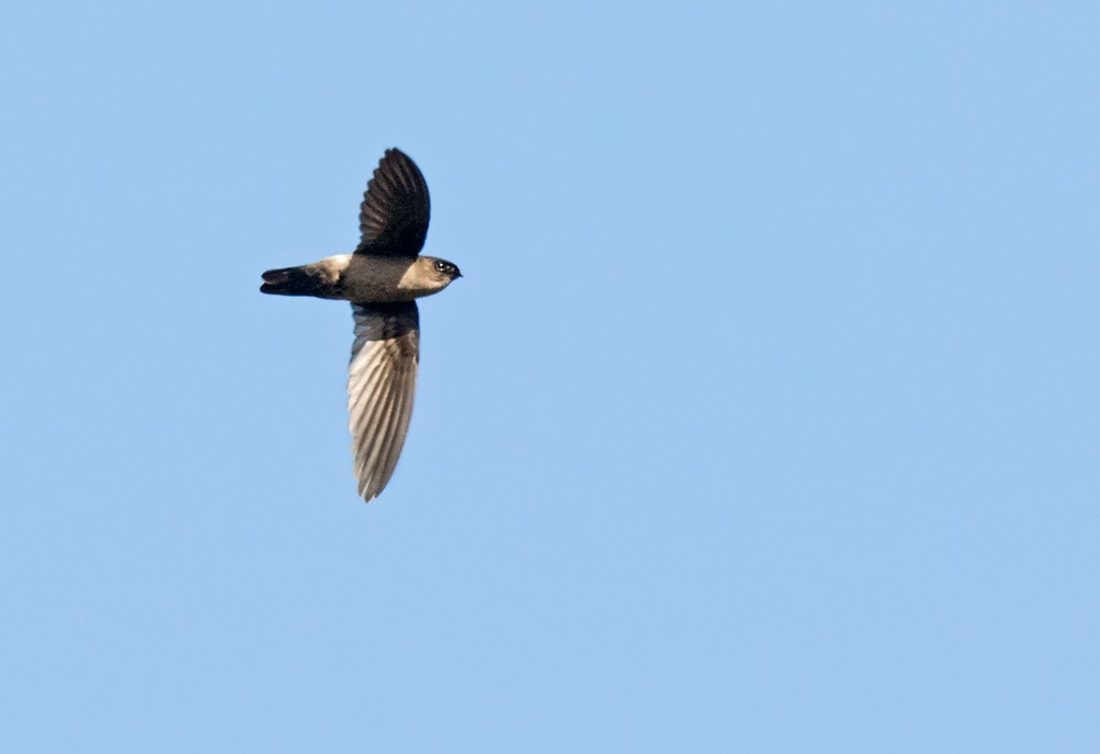 White-rumped Swiftlet (Aerodramus spodiopygius)