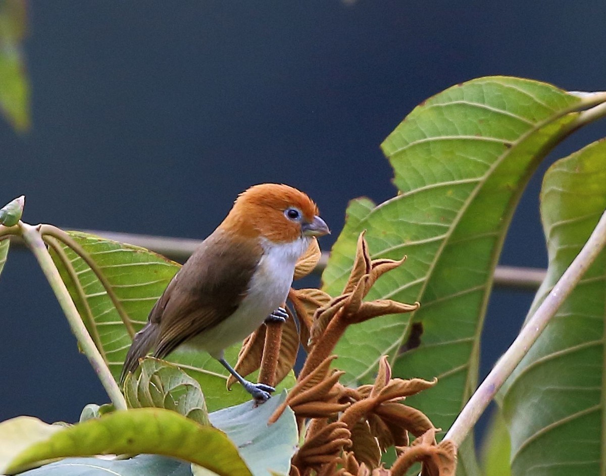 Picoloro cabecirrufo occidental (Psittiparus ruficeps)