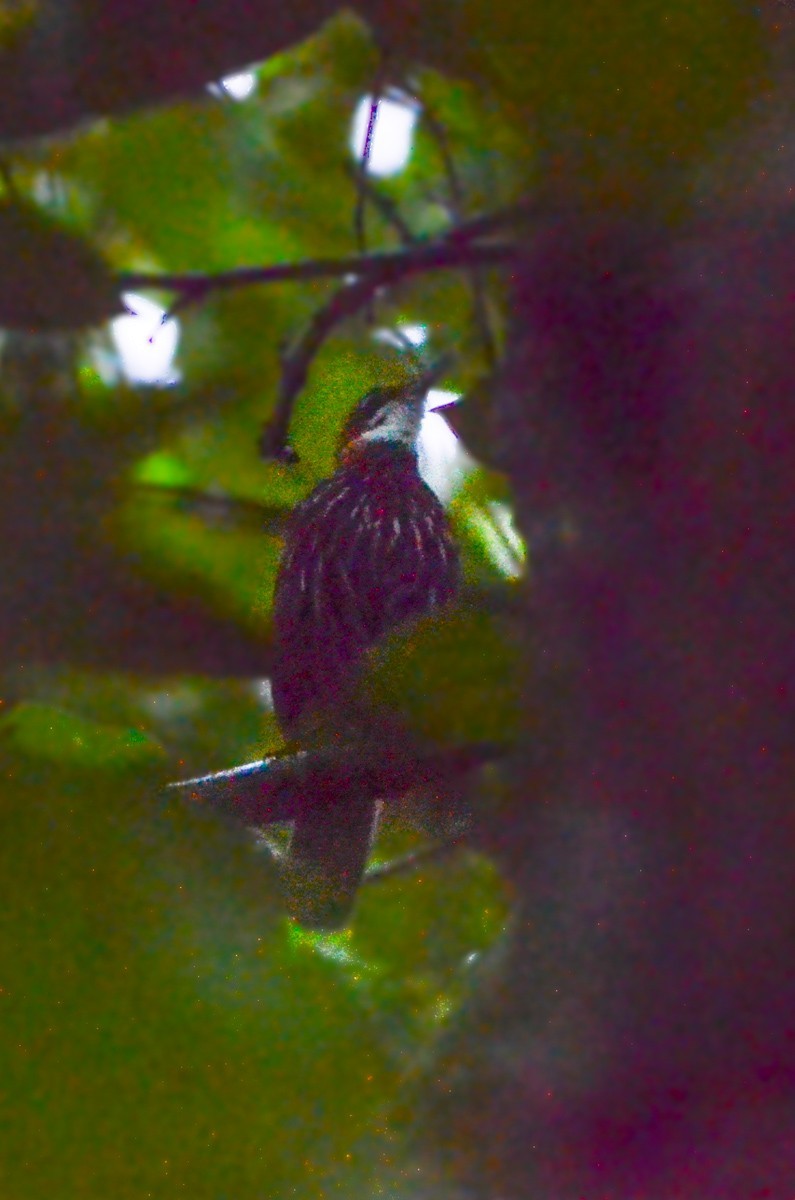 Falcated Wren-babbler (Ptilocichla falcata)