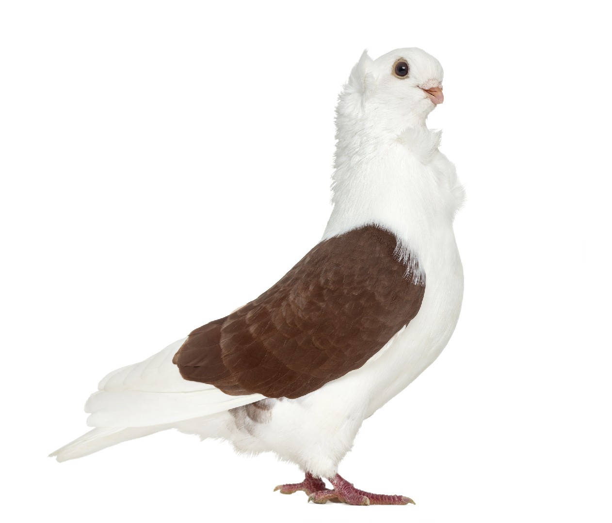 Old German Owl pigeon (Columba livia domesticus 'Old German Owl')