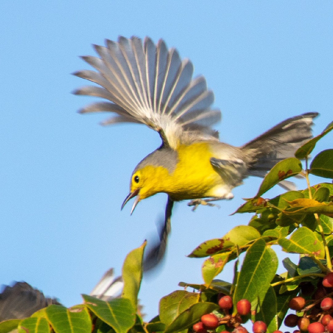 Oriente Warbler (Teretistris fornsi)