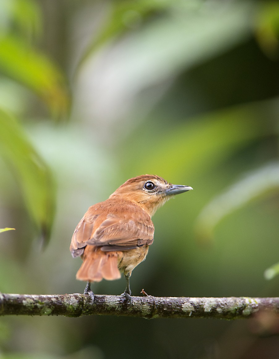Rufous Mourner (Rhytipterna holerythra)