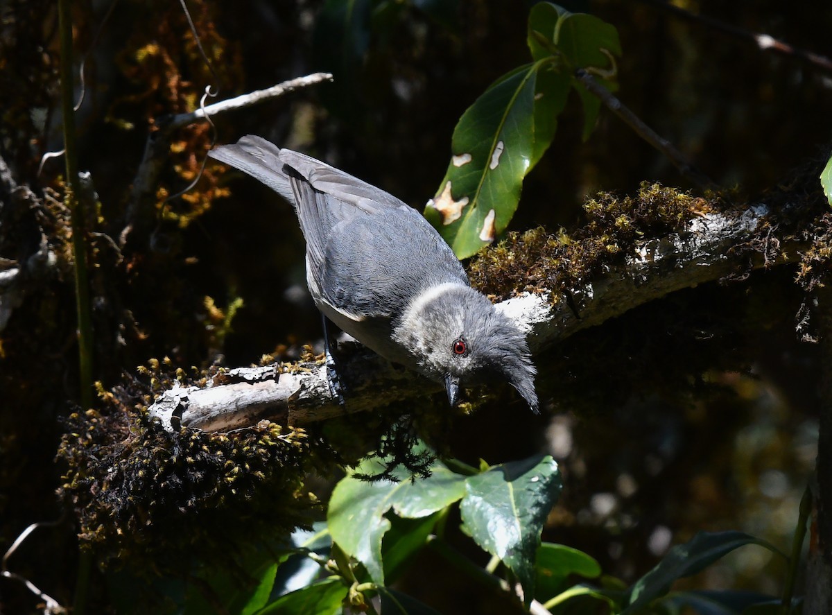 Mésange des bouleaux (Lophophanes dichrous)