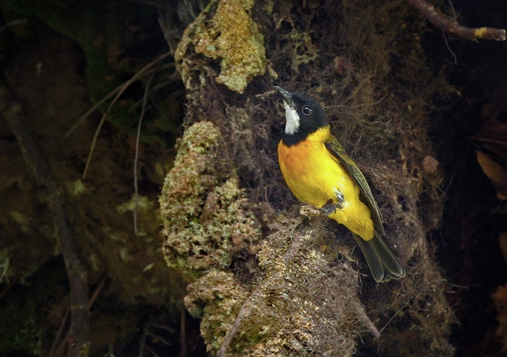 Roestborstfluiter (Pachycephala fulvotincta)
