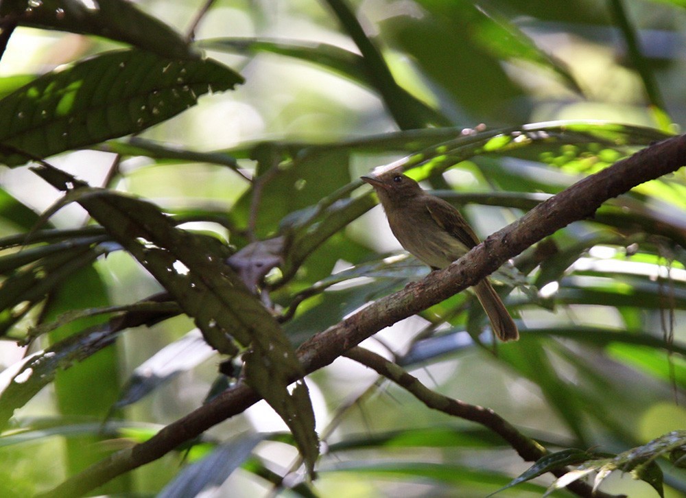 褐霸鶲 (Cnipodectes subbrunneus)