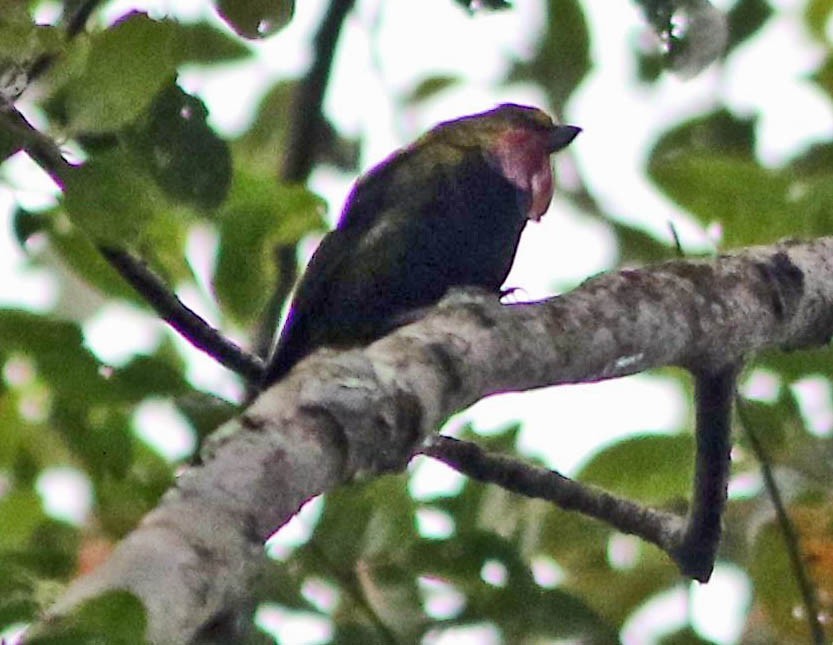 Wattled Ploughbill (Eulacestoma)