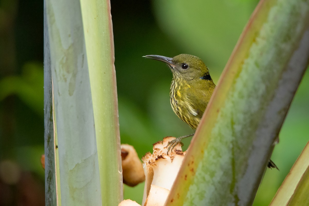 Purple-naped Sunbird (Hypogramma)