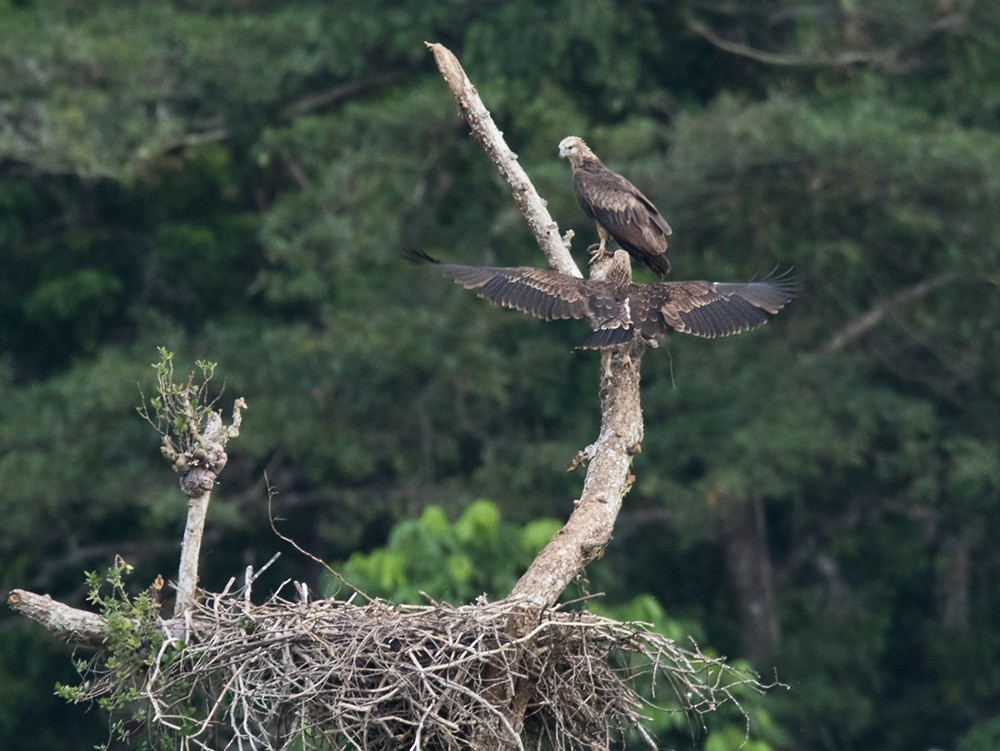 Соломоновский орлан (Haliaeetus sanfordi)