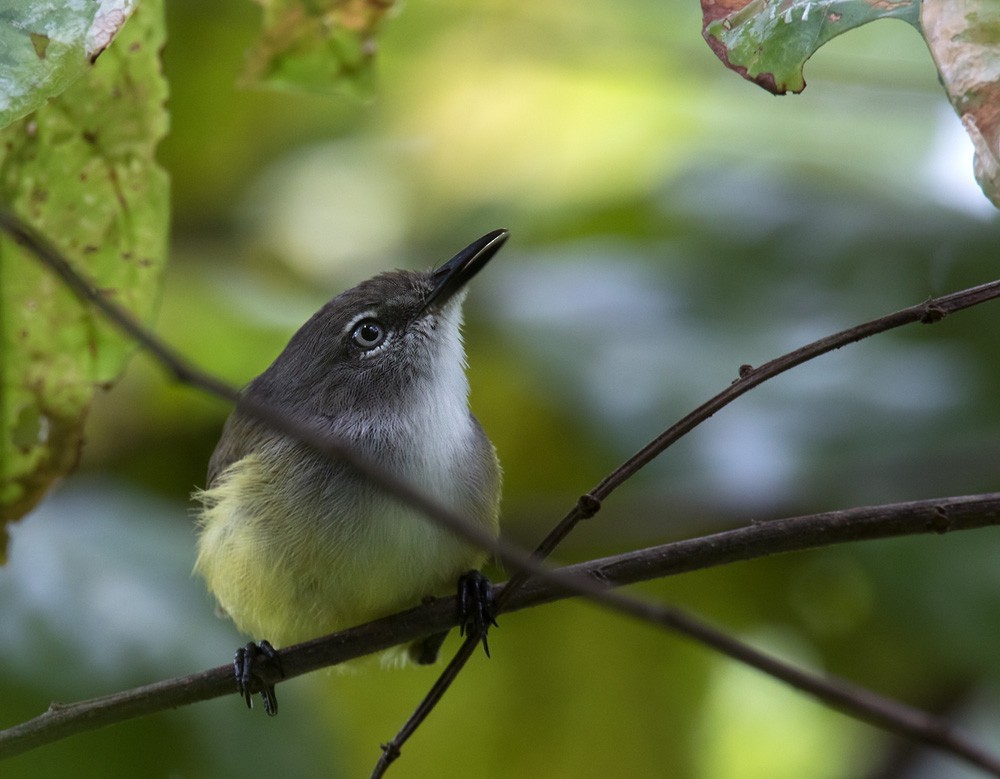 Fächerschwanzgerygone (Gerygone flavolateralis)