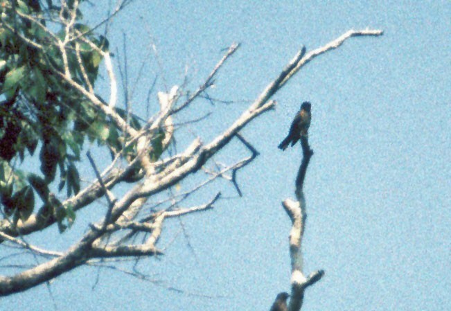 Stricklands Bosvliegenvanger (Fraseria ocreata)