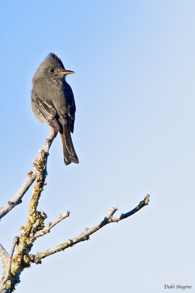 Pibí oscuro (Contopus lugubris)