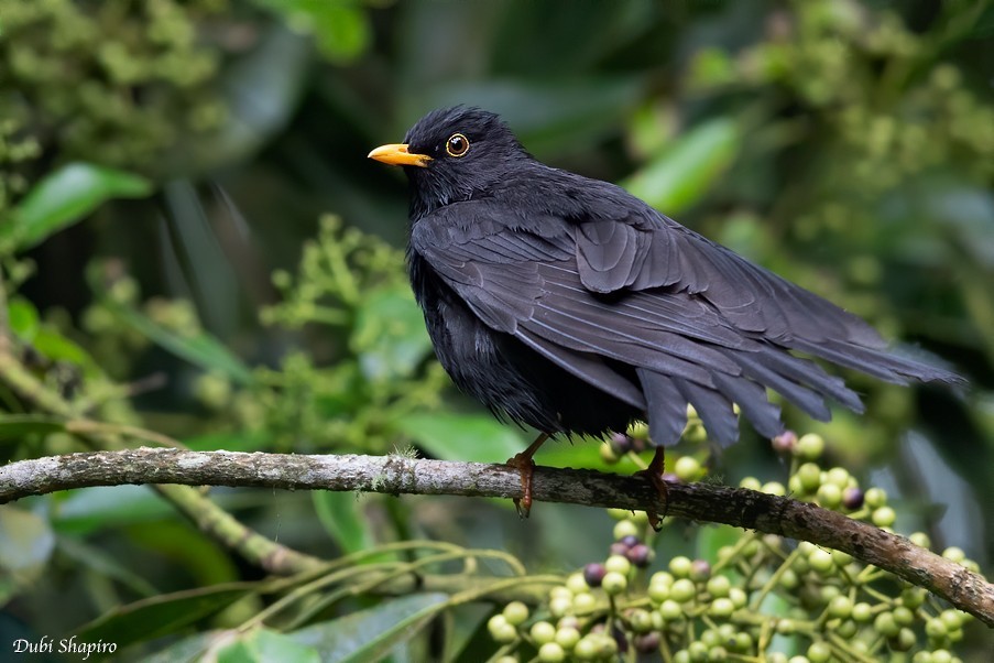 Black Thrush (Turdus infuscatus)