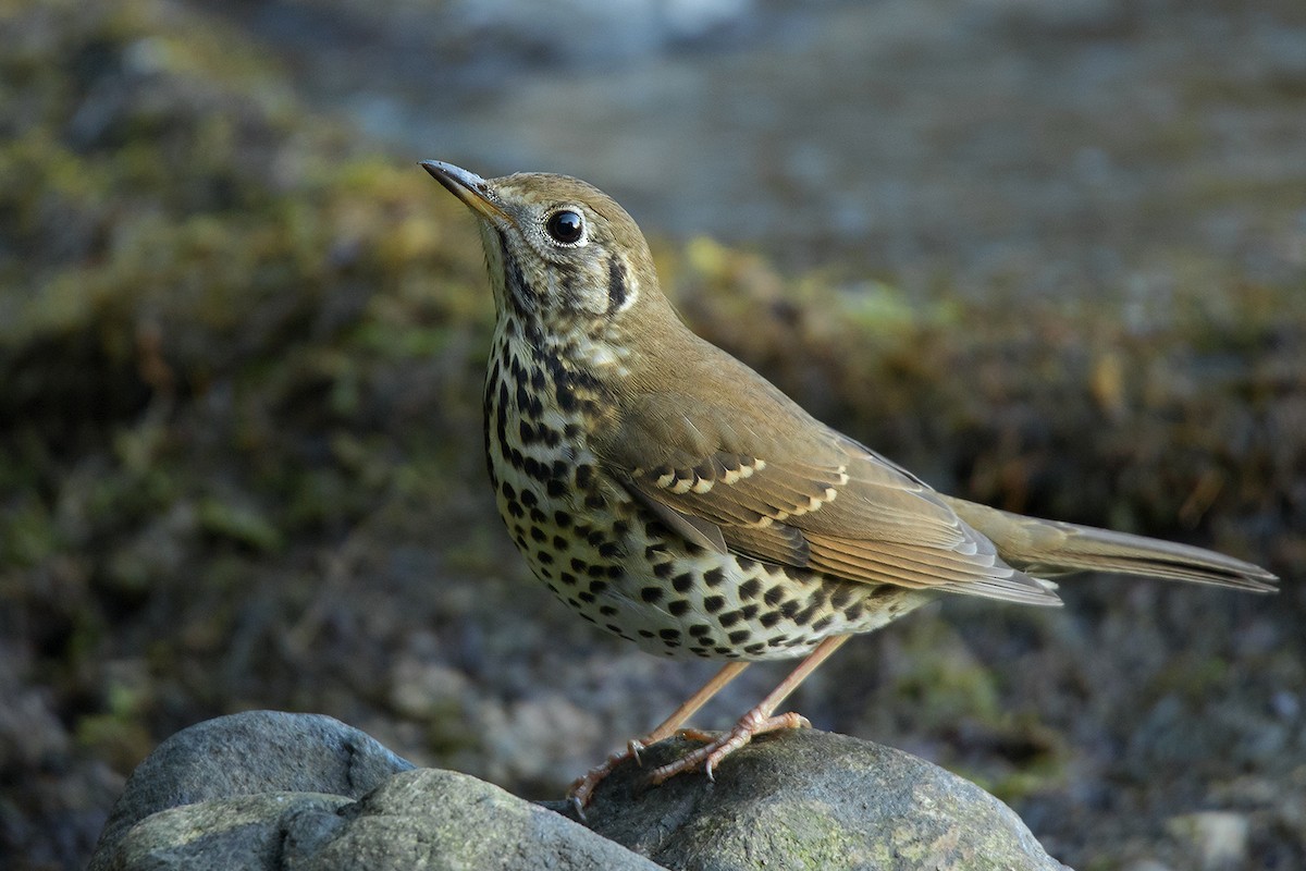 Chinese Thrush (Turdus mupinensis)