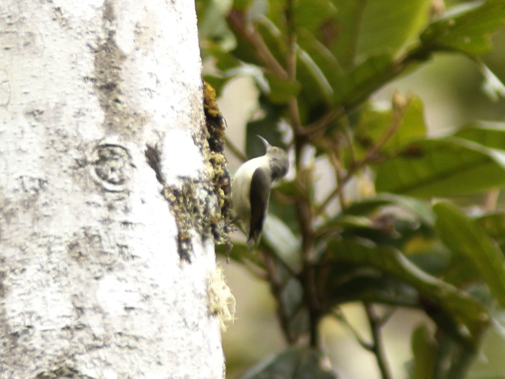 Oedistoma (Oedistoma)