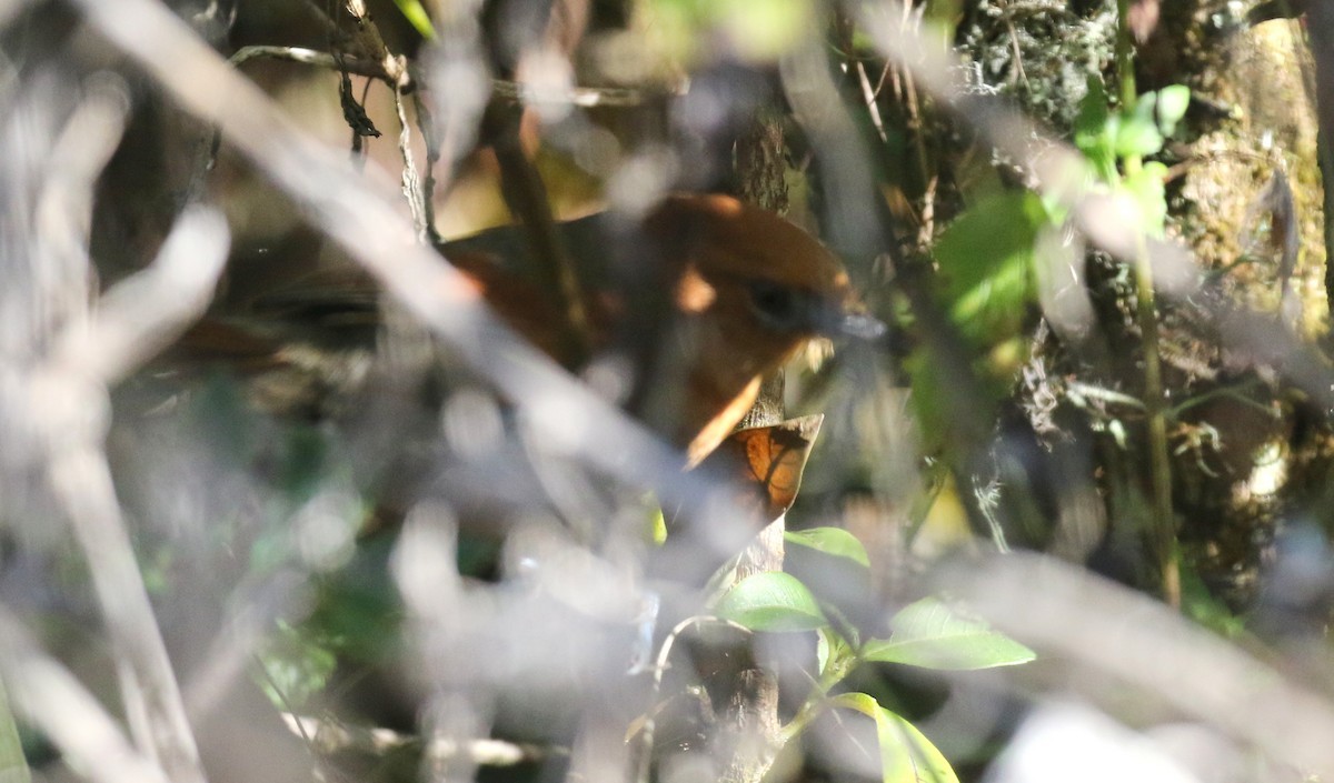 Santa-Martastekelstaart (Synallaxis fuscorufa)