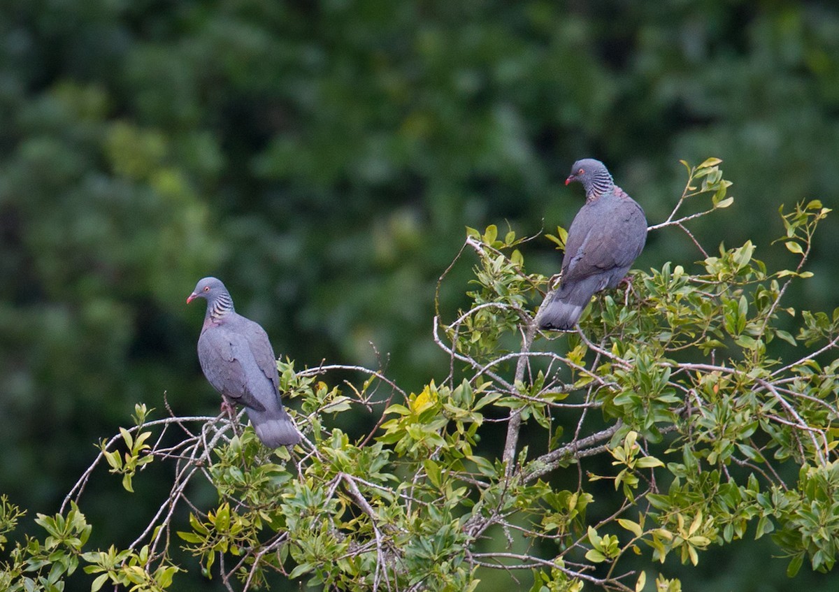 Bolle's Pigeon (Columba bollii)