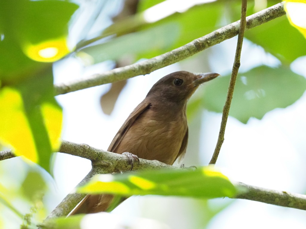 モリモズ (Pachycephala tenebrosa)