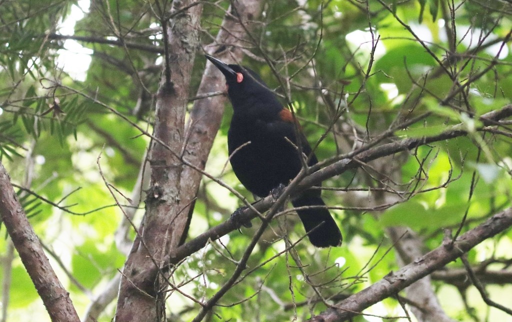 Saddlebacks (Philesturnus)