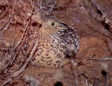 Plains-wanderer (Pedionomus)