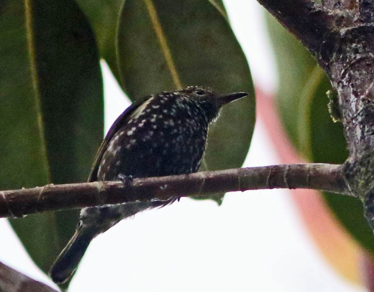 Spotted Berrypecker (Rhamphocharis)