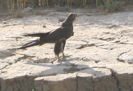 Zwarte Valk (Falco subniger)