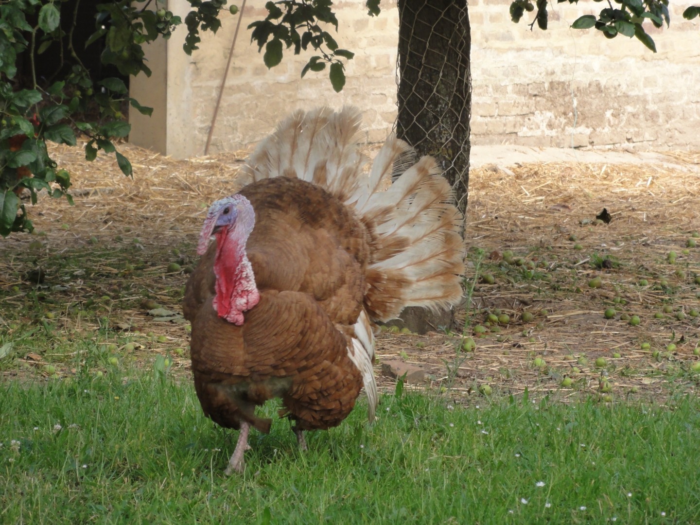 Meleagris gallopavo domesticus 'Dindon rouge des Ardennes' (Meleagris gallopavo domesticus 'Dindon rouge des Ardennes')