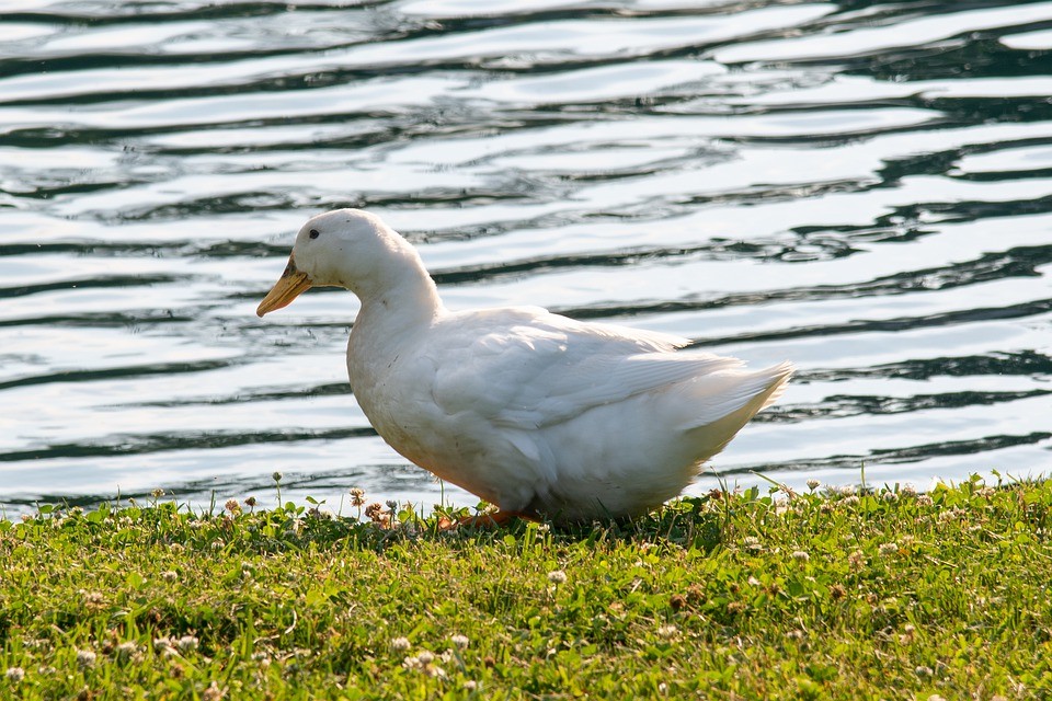 Anas platyrhynchos domesticus 'American Pekin' (Anas platyrhynchos domesticus 'American Pekin')