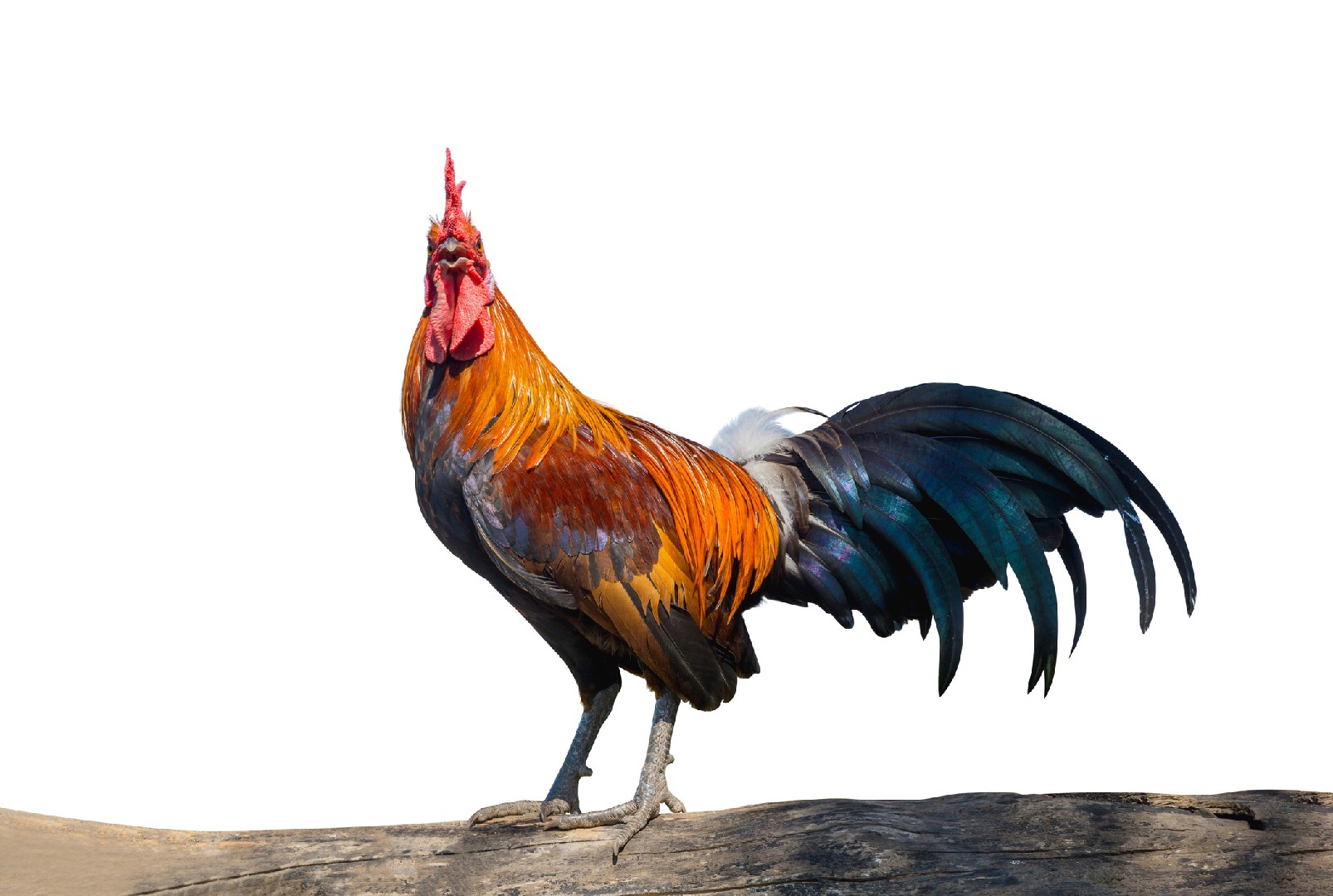 Ga Noi Chicken (Gallus gallus domesticus 'Ga Noi')