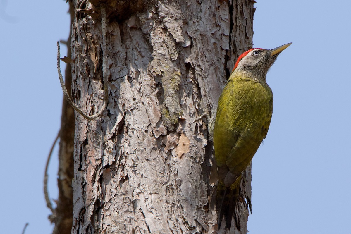 Picus xanthopygaeus (Picus xanthopygaeus)