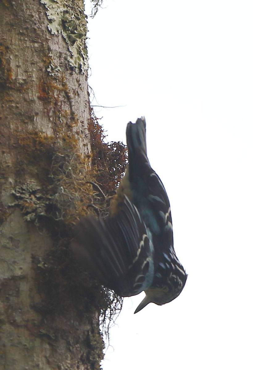 Trepador Hermoso (Sitta formosa)