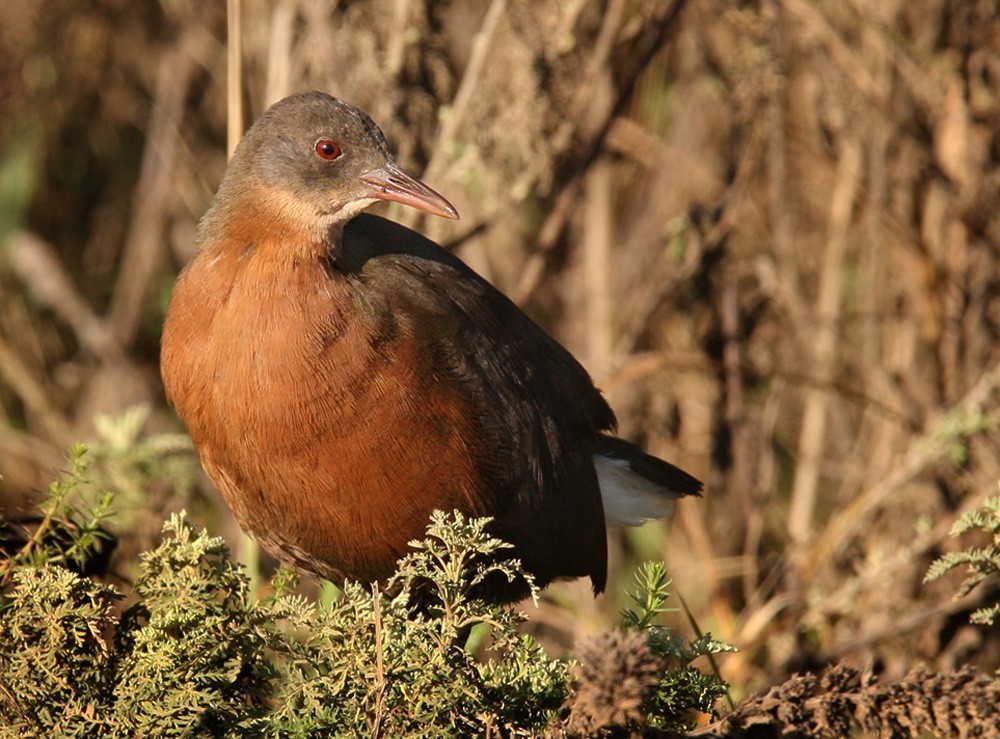 Rouget'S Rail (Rougetius)