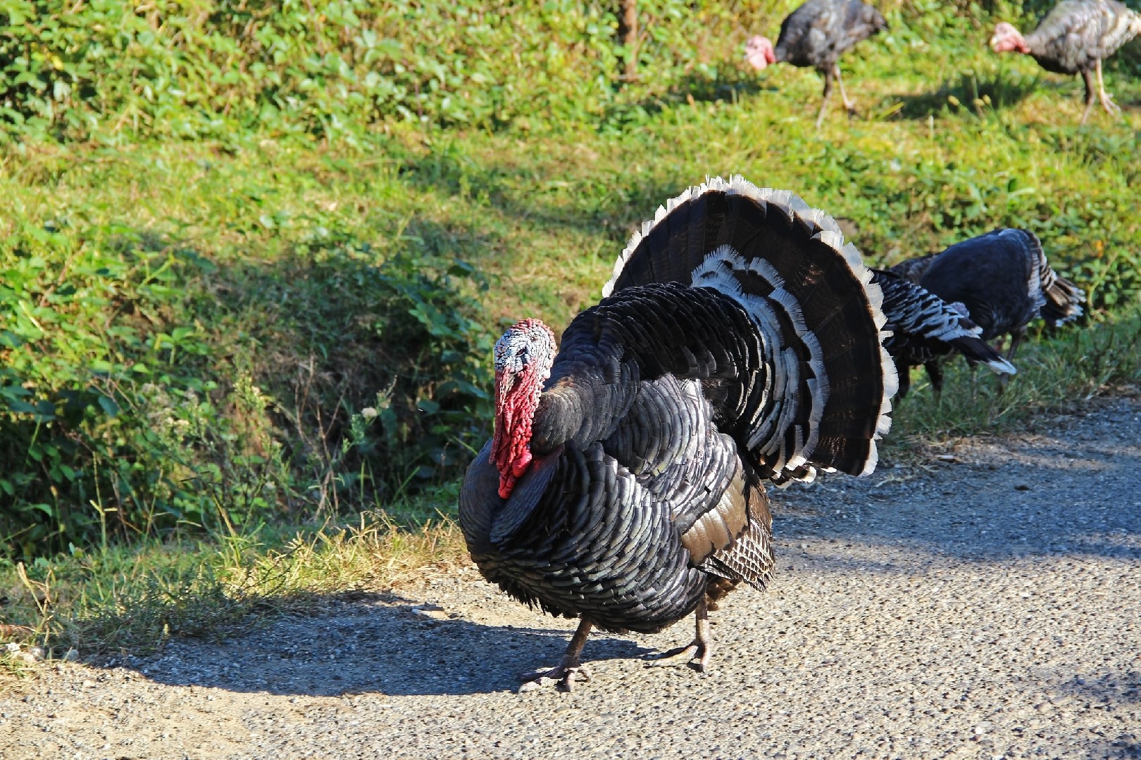 Meleagris gallopavo domesticus 'Bronze' (Meleagris gallopavo domesticus 'Bronze')