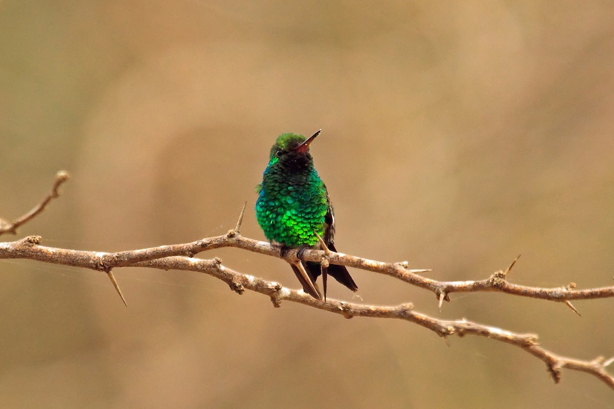 Chlorostilbon gibsoni (Chlorostilbon gibsoni)