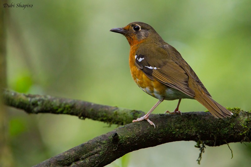 Orange Ground Thrush (Geokichla gurneyi)