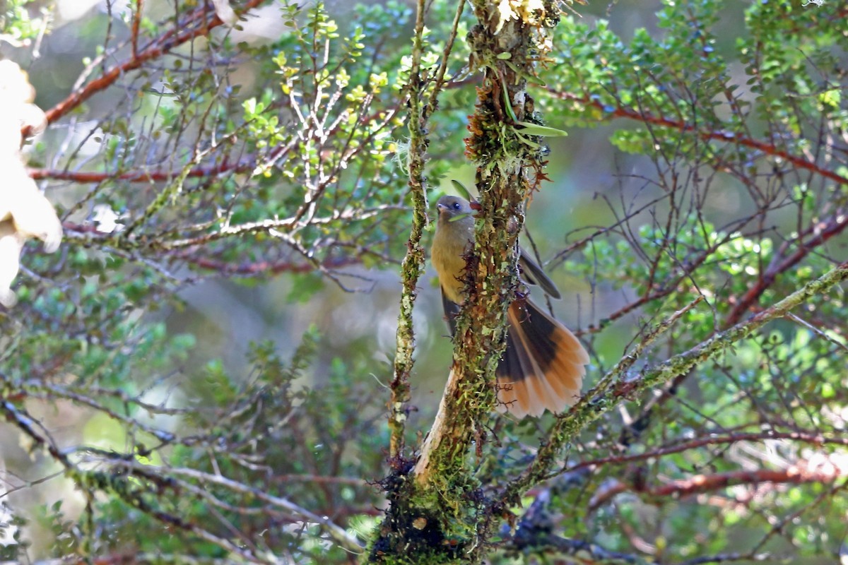 棕色扇尾鶲 (Rhipidura brachyrhyncha)