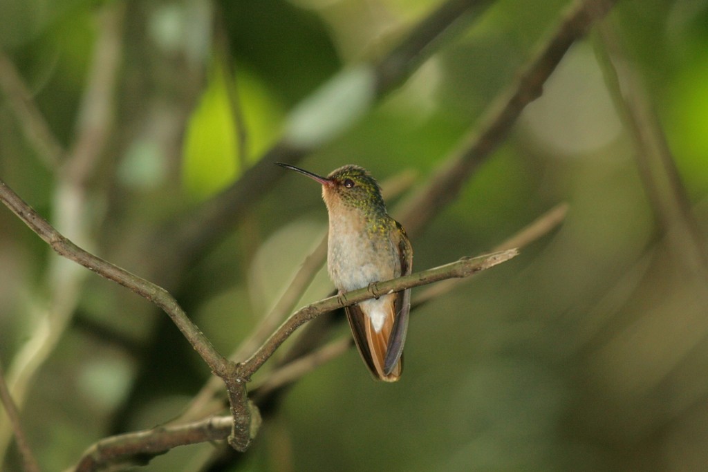 Pirre Hummingbird (Goethalsia)