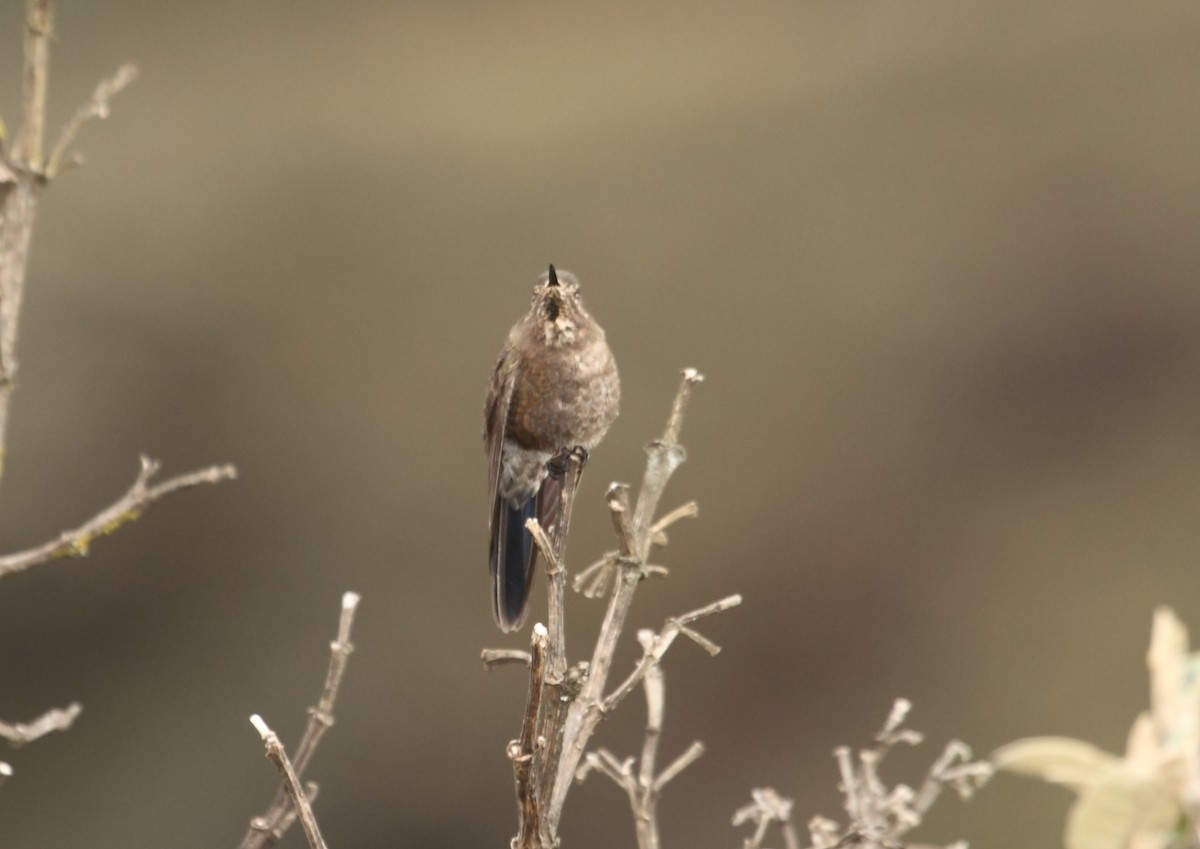 セアオコバシハチドリ (Chalcostigma stanleyi)