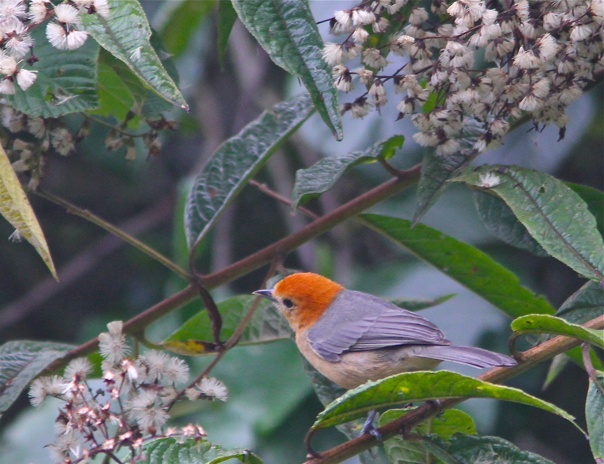 Inornate Tanager in Action