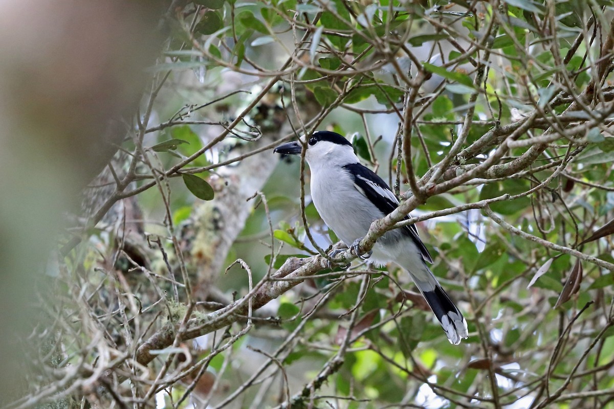 鉤嘴鵙 (Vanga curvirostris)