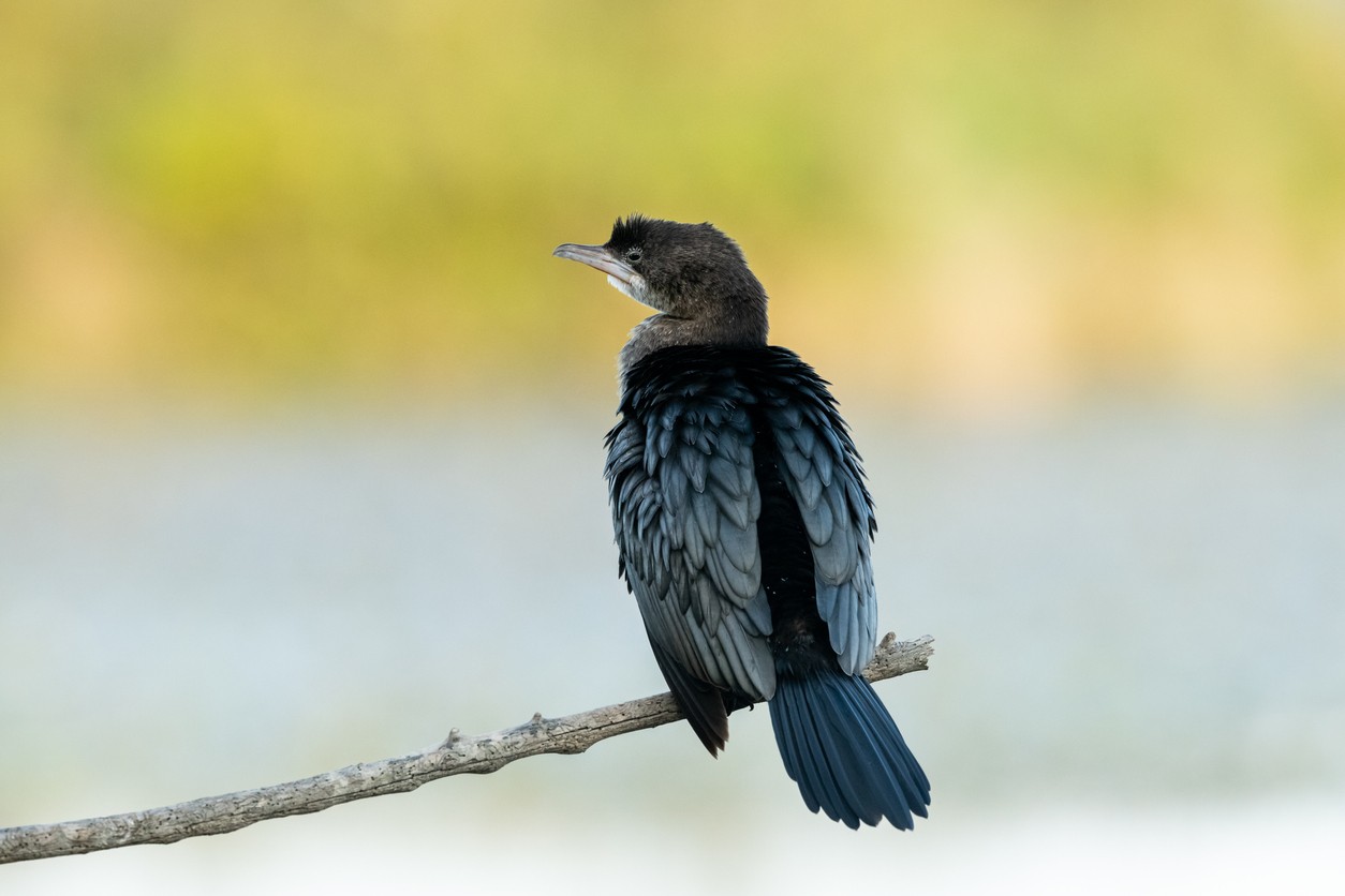 Lesser Cormorants (Microcarbo)
