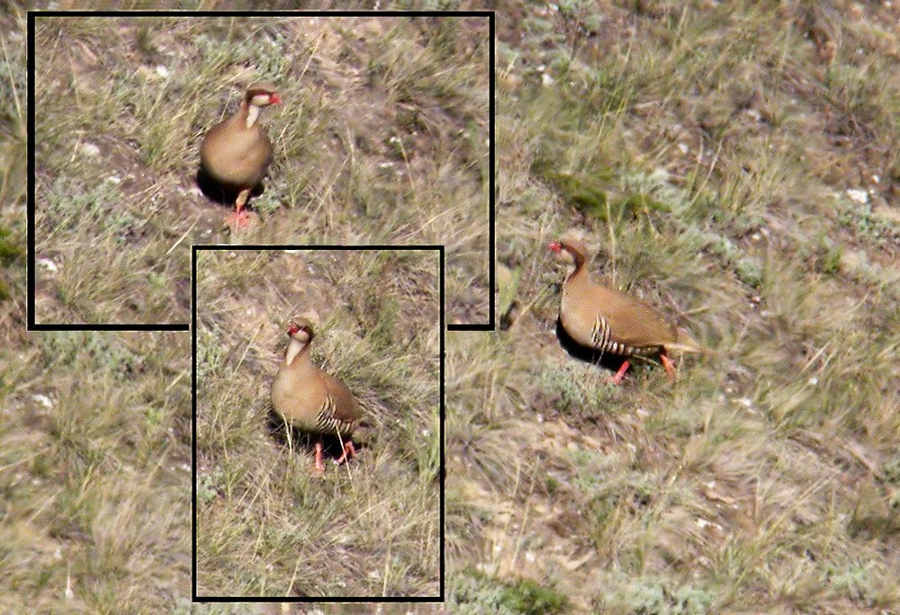 Perdrix de Przewalski (Alectoris magna)