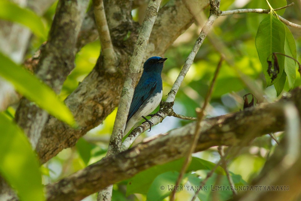 Zappey's Flycatcher (Cyanoptila cumatilis)