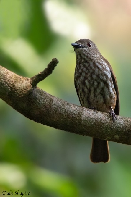 非洲噴背鶲 (Megabyas flammulatus)