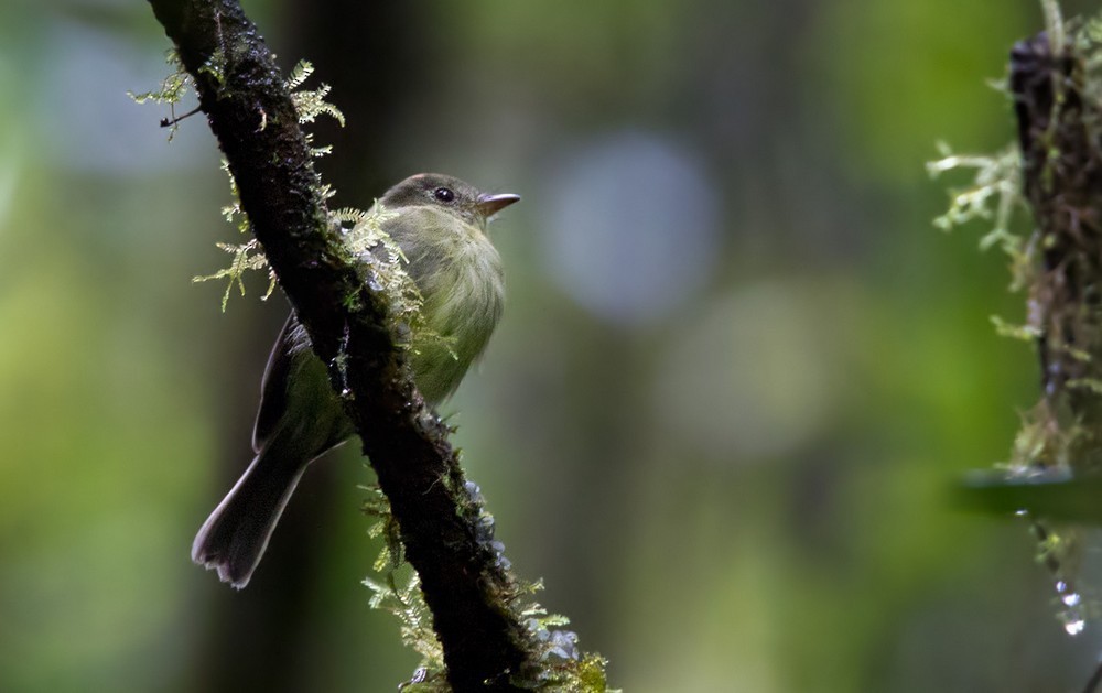 Oranjekuiftiran (Myiophobus phoenicomitra)